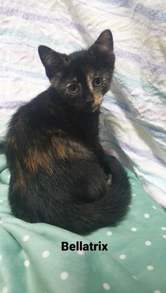 Bellatrix Bellatrix